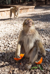 Monkey eating tangerine.