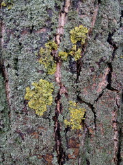 The texture of the bark of an apple tree close-up at the cottage in winter