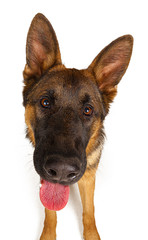 Cute German shepherd looking up isolated on white background