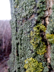 The texture of the bark of an apple tree close-up at the cottage in winter
