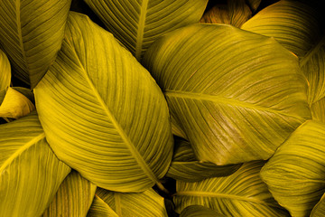 leaves of Spathiphyllum cannifolium, abstract green texture, nature background, tropical leaf