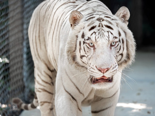 Close up White Bengal Tiger Isolated on Background