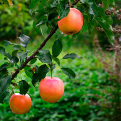 Ripe juicy apples grow on a tree in the garden
