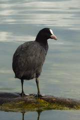 Folaga (Fulica atra),ritratto sulla riva del lago