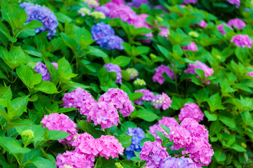Obraz premium アジサイの花