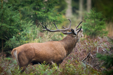 Red deer stag (Cervus elaphus)