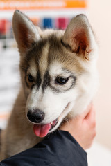 Preventive examination of a husky at the veterinarian. Cute husky face