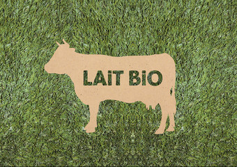 Lait bio, pâturage herbe
