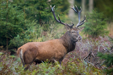 Red deer stag (Cervus elaphus)