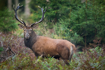 Red deer stag (Cervus elaphus)