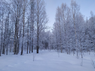 Russia.Karelia.The trees are covered with snow here.January.2020.