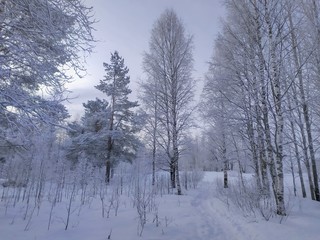 Russia.Karelia.Birches stand around a pine tree.January.2020.