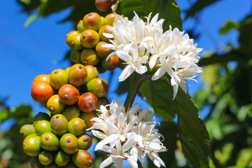 flowers and fruit of the coffee tree on the plantations of Vietnam