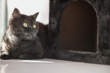 cute scottish cat lies near his plush house, cat porter, close-up