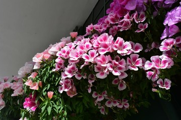 Beautiful arrangement of Dianthus flowers. Dianthus is a flowering plant in the family Caryophyllaceae.
