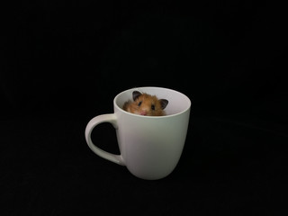 Fluffy hamster in a white cup, on a black background. The rodent is sitting in a glass.