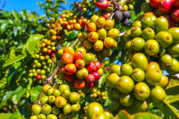 ripe fruit on the coffee plantations in the Vietnamese province
