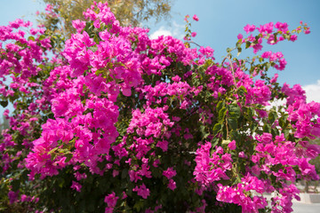 Obraz premium blooming bougainvillea