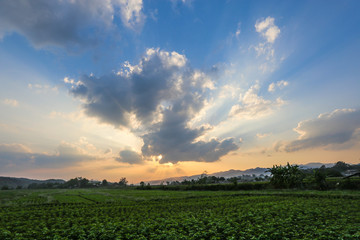 Sunset over rice fields