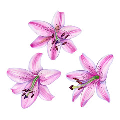 Pink lily flowers. Watercolor detailed botanical illustration, floral elements with the pink lilly flowers set. Can be used as print, postcard, invitation, greeting card, packaging design textile.