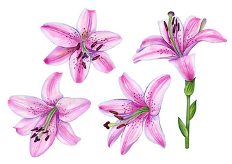 Fototapeta premium Watercolor botanical illustration of the pink lilly set. Can be used as print, postcard, invitation, greeting card, packaging design textile, stickers, tattoo and so on.