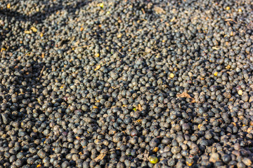 The process of drying coffee beans in the Vietnamese mountain