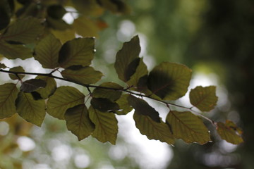 Fototapeta na wymiar Branch of a tree in summer