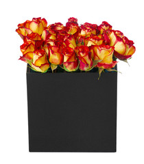 Red and yellow roses in a hat box isolated on white background