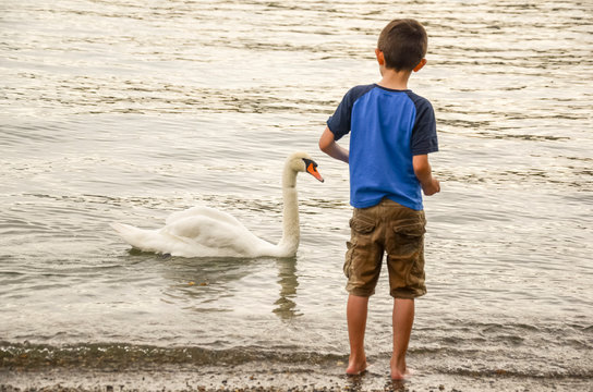 boy by the lake playing with a swan