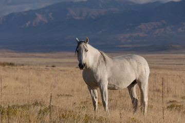 Majestic Wild Horse in Fall in the Utah Desert
