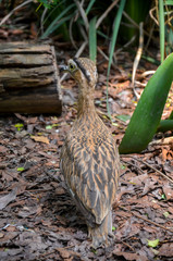 bird in a tropical forest