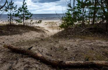Fototapeta na wymiar Coniferous growth on the sandy shore of the Baltic Sea in cloudy weather.