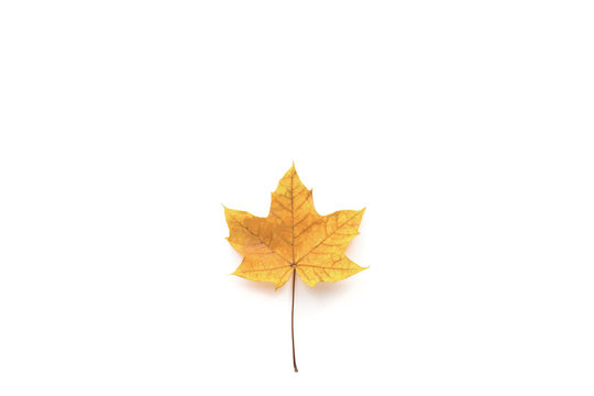 Autumn yellow maple leaf isolated on white background. Flat lay, top view