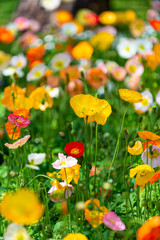 Poppy field in full bloom against sunlight. Toowoomba, QLD, Australia.