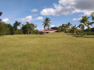 Fototapeta premium Tropical landscape with tall grass, sugar cane plantation chimney, palm trees and blue sky with white clouds. Tropical architecture. Caribbean background