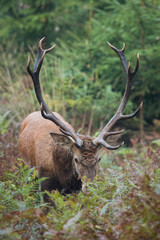 Red deer stag (Cervus elaphus)