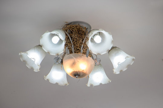 Bird's nest in a chandelier with six arms on the ceiling.