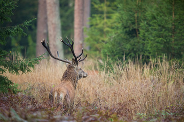 Red deer stag (Cervus elaphus)