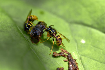 Wasps for food