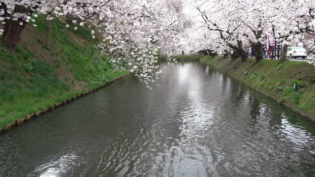 Hirosaki park cherry blossoms matsuri festival in springtime season beautiful morning day. Beauty full bloom pink sakura flowers at outer moat. Aomori Prefecture, Tohoku Region, Japan
