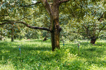 Big durian tree in the garden ,watering by sprinklers