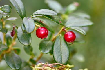 Ripe cranberries