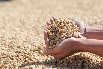 coffee beans dried with sunlight with hand man