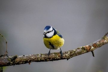Blaumeise
