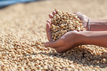 coffee beans dried with sunlight with hand man