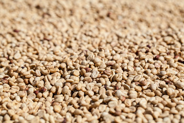 coffee beans dried with sunlight