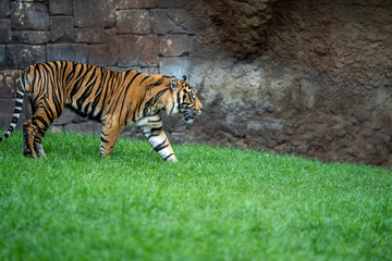 Tiger walking around