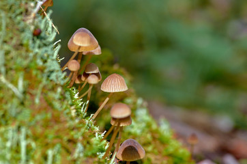 Small mushrooms in the forest