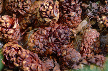 pine cones