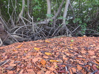 Mangrove roots and close up of red broken ceramic pieces. Original tropical background